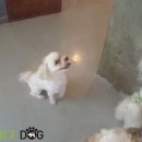 노블도그 이미지