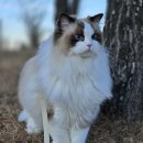 연필화 | 사진을 동영상으로! AI 제미나이 활용 아르 수채화 &amp; 연필화 이미지 변환 후기