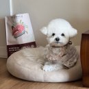 똥강아지 수제간식 | 강아지 수제 사료 추천 ｜기호성 좋은 강아지 증숙 사료 후기