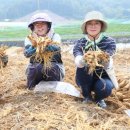 국립원예특작과학원 인삼특작부