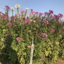 한강시민공원(파고라 쉼터) | 남양주 돼지갈비 맛집 봉정가든 고기포장해서 구리시민공원 소풍 다녀온 후기