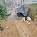 멍츄릅 | 부산 유기견 봉사활동, 멍자봉에서 다녀 온 후기 #1 (봉사 신청방법, 무슨 일하는지..)