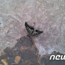나비의꿈 이미지