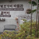 세계조가비박물관 티스토리