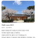 🧾청재한옥 이용후기🧾경주 벚꽃 예쁜 숙소, 깨끗하고 불국사와 가까운 청재한옥 - 25년 4월 봄
