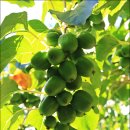 배바위농원 이미지