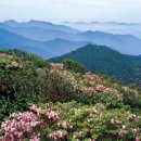 진동산채민박 이미지