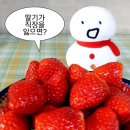 딸기짐 이미지