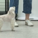 송현동 강아지 이미지