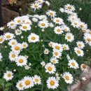 하루정원 이미지