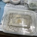 겨우살이 상계탕 이미지