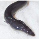 청산민물장어 이미지