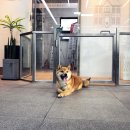 용산동물의료센터 이미지