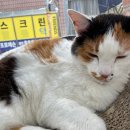 서울대동물종합병원 이미지