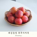 대승 | 제철과일 자두 맛집 대승농장 후무사자두 3kg 후기