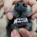 럭키덴탈 | 강아지치약 강아지칫솔 자유펫 치카탄세트로 양치질하기