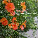 첼로 (행복한 첼로) 이미지