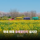 낙동강 | 제주도 유채꽃 명소 안 가도 되는 이유, 창녕 낙동강 유채꽃 축제 후기!