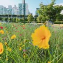 951013 | 잔잔한 호숫가 잔디에 싱그런 이슬 머금은 듯