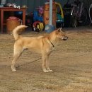 청주진도견연구소 이미지