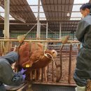 금강축산가축병원 이미지