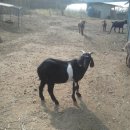 종부농장 이미지