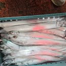 성산항 공판장 왔습니다 이미지