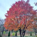 바우정원 | 강릉 사천 맛집 바우하우스 원테이블 레스토랑 기념일 추천