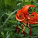 여름이야 이미지