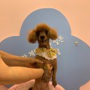 유폴 24시 애견셀프목욕 동천점 이미지