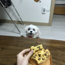 댕모아 | 강아지 컵케이크 구매후기! 봉천동 댕모아