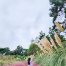 돌머리 696 | 함평 돌머리해수욕장 핑크뮬리와 이색적인 카페까지 함평 가볼만한 곳