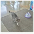 광주 고양이 분양 냥블리 광주점 | 광주 용봉동 고양이카페 비비냥, 개냥이들에게 심장 폭격 제대로 맞은 날 리얼후기