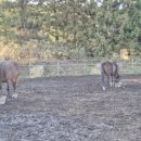 연학목장 이미지