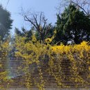 스노우즈 이미지