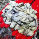 평화만들기 | 평화수산 생굴 2kg 후기, 세척 방법과 굴보쌈 만들기·굴요리 레시피