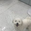 비숑다움 이미지