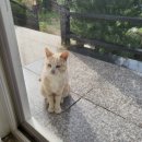라라피포제주
