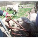 호수목장 이미지