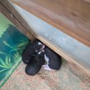 전주우아하우스 | 전북 익산_ 아기랑 갈만한 곳 &#34;액션하우스&#34; 아기 동물체험♥️, 익산국립박물관, 근처 식당추천까지🍴