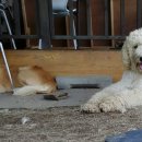 곰띠돈띠 이미지