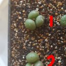 브르네 - 연제구 거제시장로14번길 43 | 브르네