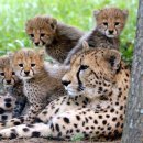 치타(CHEETAH) 이미지