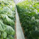 한운농장 이미지