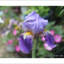 보랏빛 독일붓꽃 (아이리스) ㅡ 포토웍스 (photoworks)에서..& photo by 행복한 동행 이미지