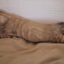 소유뱅갈캐터리 이미지