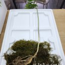 산삼전시장 - 안산시 단원구 | 산삼전시장