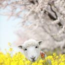 푸라닭제주표선점 이미지