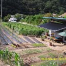 금메달 농장 이미지