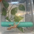 와우펫앤쥬 부산점 | 와우펫앤쥬 부산점 우리집 세찌 입양 크레스티드 게코 도마뱀